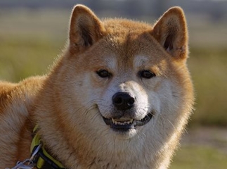 shiba inu